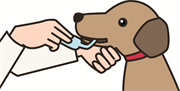 犬の健診 投薬（経口）