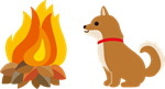 柴犬とたき火