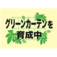 グリーンカーテンを育成中