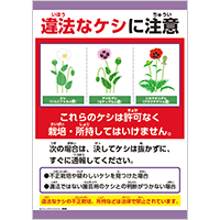 違法なケシに注意