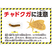 チャドクガに注意