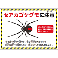 セアカゴケグモに注意