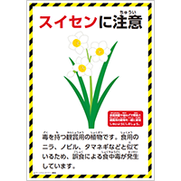 スイセンに注意