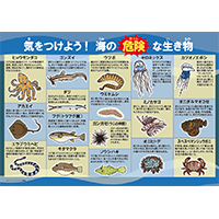 気をつけよう！海の危険な生き物