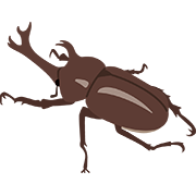 カブトムシ（オス）