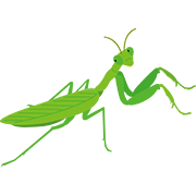 カマキリ