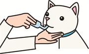 猫の健診  投薬（経口）