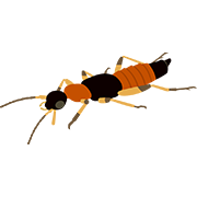 アオバアリガタハネカクシ（やけど虫） 