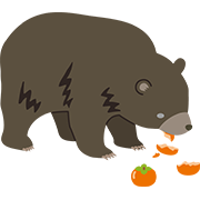 柿を食べるクマ