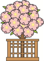 ひな祭り 桜の木