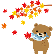 【北海道】ヒグマと鮭 11月（もみじ狩り）