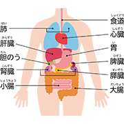 人体 内臓 説明あり クリップアート プリントアウトファクトリー Myricoh