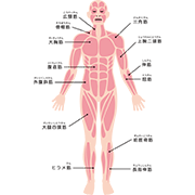 人体の筋肉（前）（説明あり）