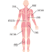 人体の筋肉（後）（説明あり）