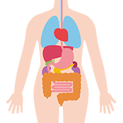 人体・内臓