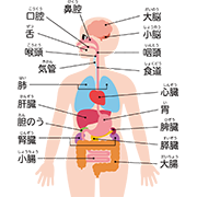 人体図（説明あり）