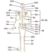 人の全身骨格（説明あり）