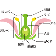 植物のつくり クリップアート プリントアウトファクトリー Myricoh