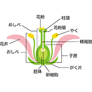 被子植物の受粉（説明あり）