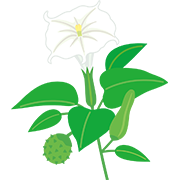 危険な植物・菌糸類