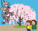 しだれ桜 