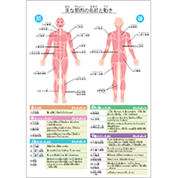 【理科】人体図 主な筋肉の名前と動き