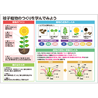 【理科】被子植物のつくりを学んでみよう