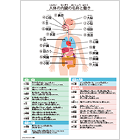 【理科】人体の内臓の名称と働き