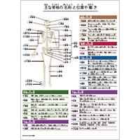 【理科】主な骨格の名称と位置や働き