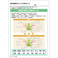 被子植物のつくりを学ぼう 3